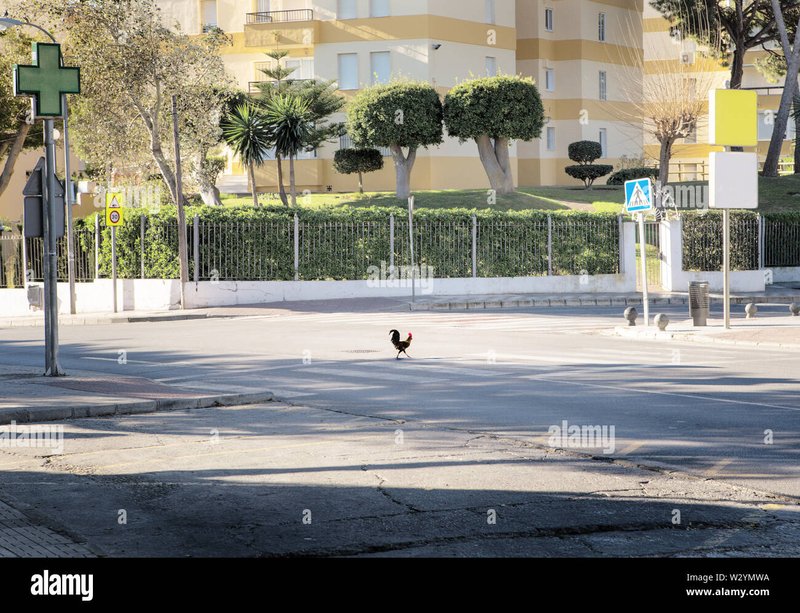 Learn about chicken road 2 juego